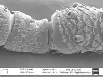 Media type: image; Invertebrate Zoology 131275